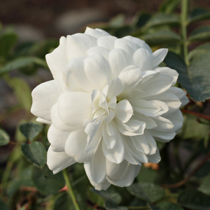 Rosa Alba Meillandina - bela - Pokrovne vrtnice